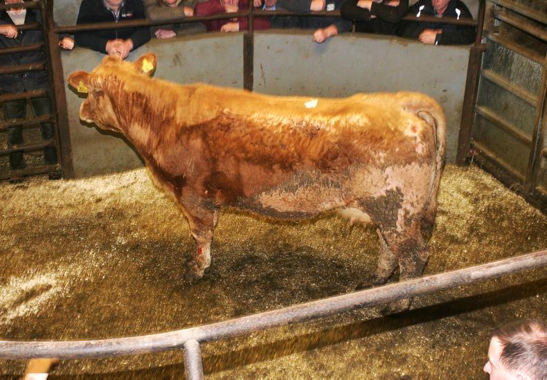 Cattle trade firm at Rathfriland with increase in buyers Cattle trade firm at Rathfriland with increase in buyers