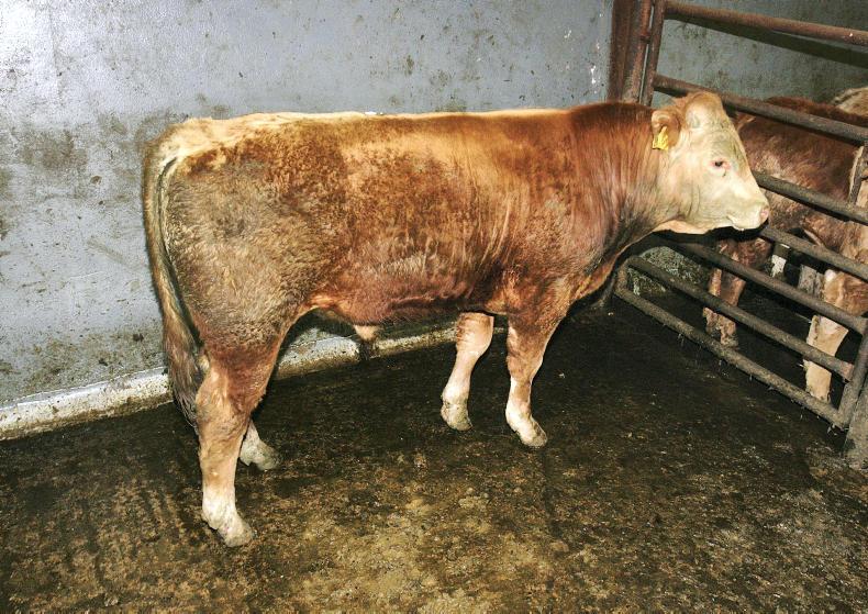 Cattle trade firm at Rathfriland with increase in buyers Cattle trade firm at Rathfriland with increase in buyers