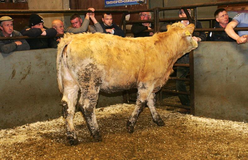 Cattle trade firm at Rathfriland with increase in buyers Cattle trade firm at Rathfriland with increase in buyers