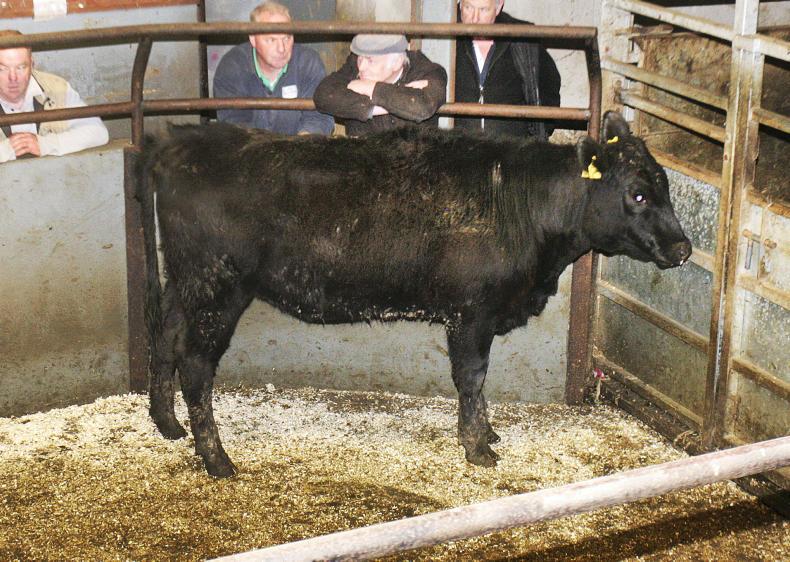 Cattle trade firm at Rathfriland with increase in buyers Cattle trade firm at Rathfriland with increase in buyers