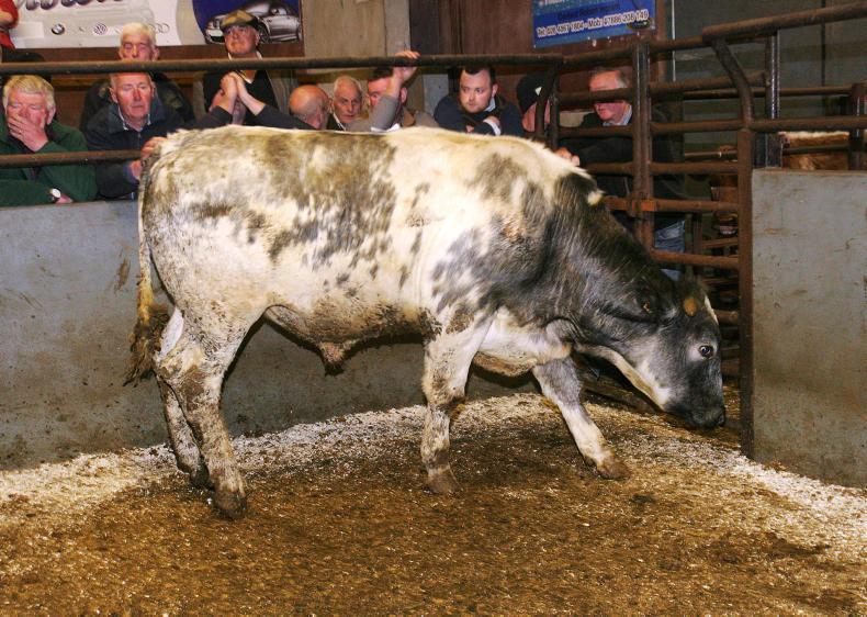 Cattle trade firm at Rathfriland with increase in buyers Cattle trade firm at Rathfriland with increase in buyers