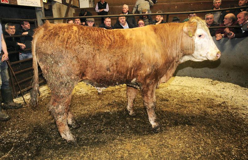 Cattle trade firm at Rathfriland with increase in buyers Cattle trade firm at Rathfriland with increase in buyers