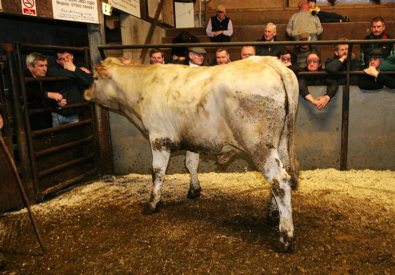 Cattle trade firm at Rathfriland with increase in buyers Cattle trade firm at Rathfriland with increase in buyers