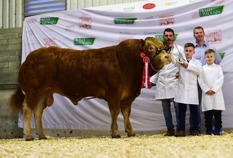 Tough spring hits Limousin premier Tough spring hits Limousin premier