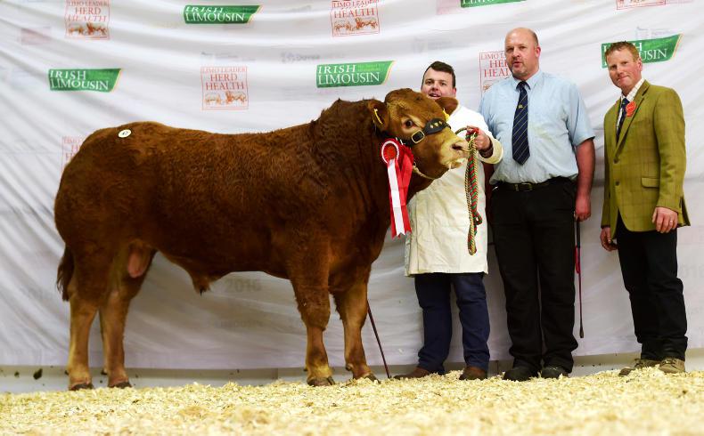 Tough spring hits Limousin premier Tough spring hits Limousin premier