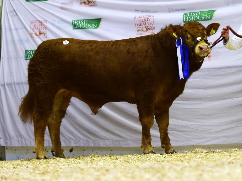 Tough spring hits Limousin premier Tough spring hits Limousin premier