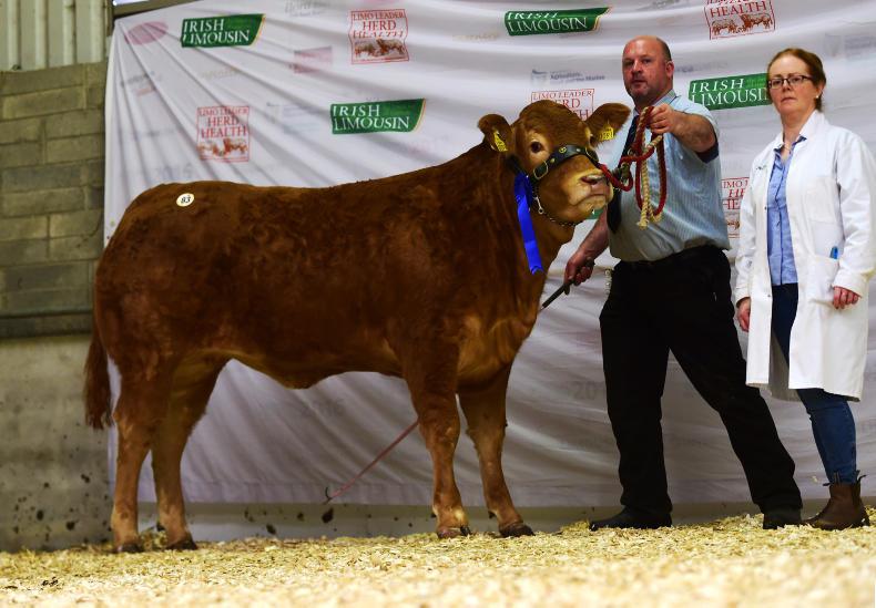 Tough spring hits Limousin premier Tough spring hits Limousin premier