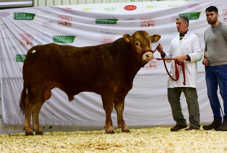 Tough spring hits Limousin premier Tough spring hits Limousin premier