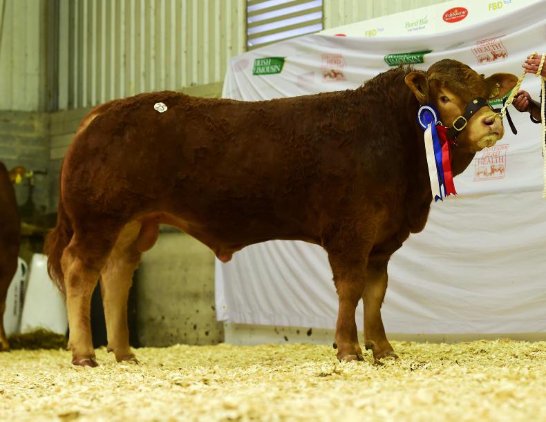 Tough spring hits Limousin premier Tough spring hits Limousin premier