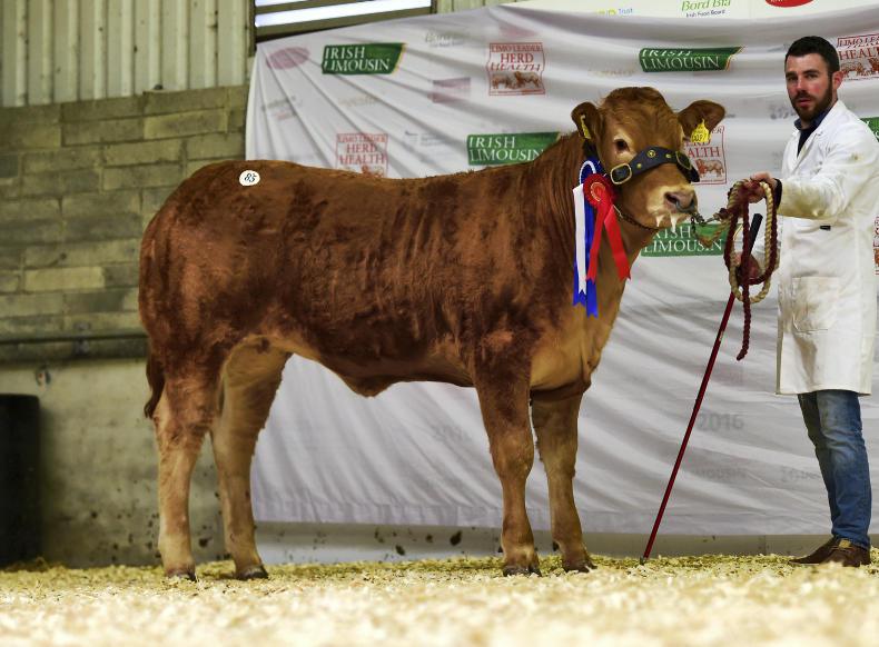 Tough spring hits Limousin premier Tough spring hits Limousin premier