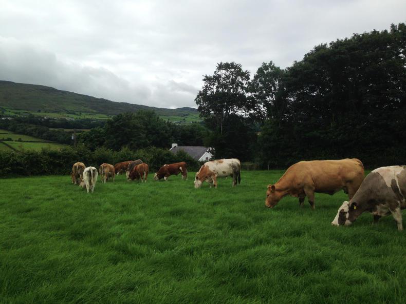 Meat plant reopens but farmers still unpaid Meat plant reopens but farmers still unpaid