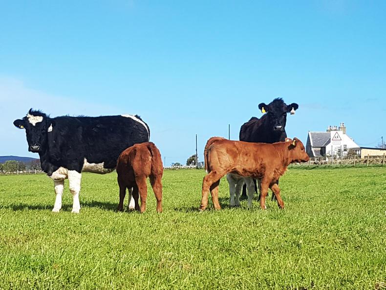 Farm Profit Programme: The going is good at Greenvale Farm Profit Programme: The going is good at Greenvale