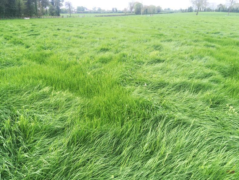 Grass surge on Tullamore Farm Grass surge on Tullamore Farm