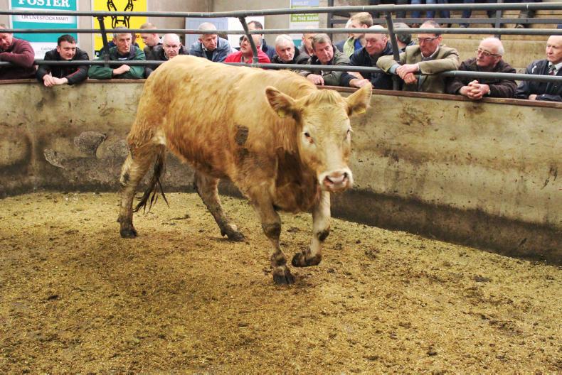 Cattle trade still moving in favour of finishers Cattle trade still moving in favour of finishers