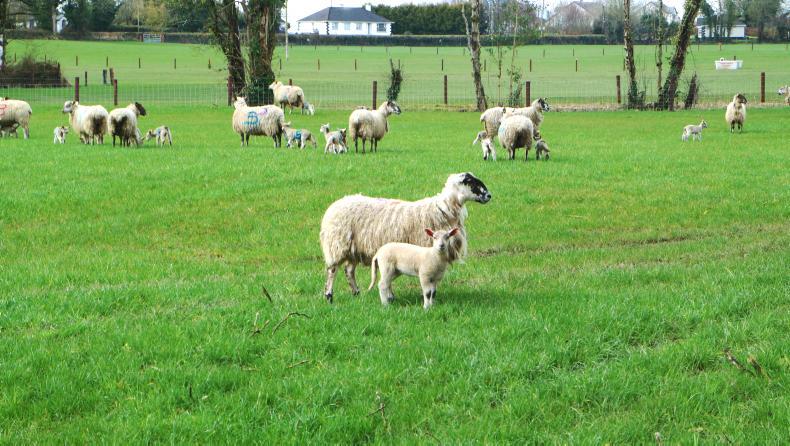 A £1 lamb levy can match Quorn campaign A £1 lamb levy can match Quorn campaign