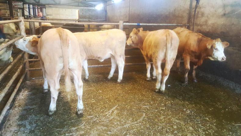 Continental heifers a super trade in Gortatlea mart Continental heifers a super trade in Gortatlea mart