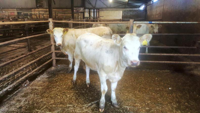 Continental heifers a super trade in Gortatlea mart Continental heifers a super trade in Gortatlea mart