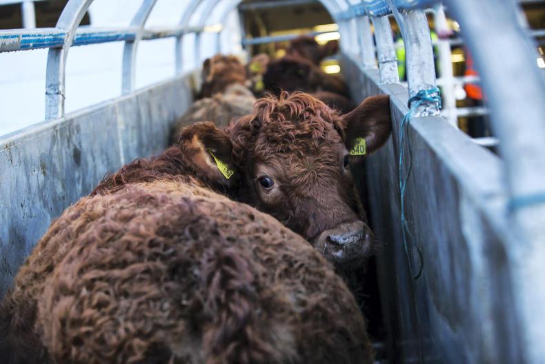 The Turkish lifeline for live exports of weanlings and stores