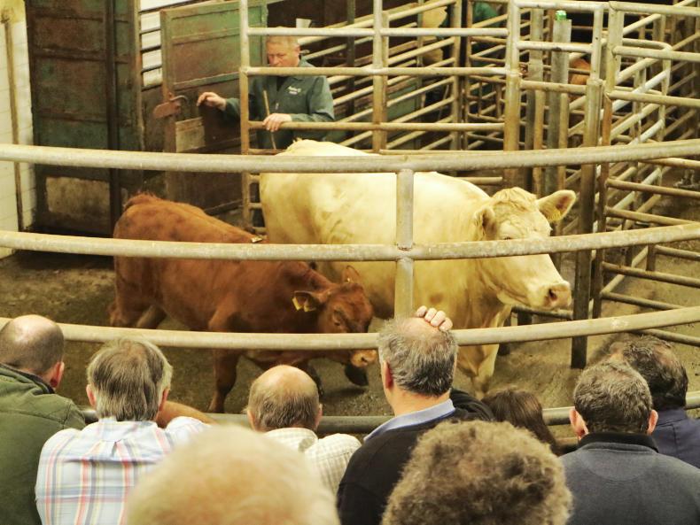 Strong demand for cow and calf lots Strong demand for cow and calf lots