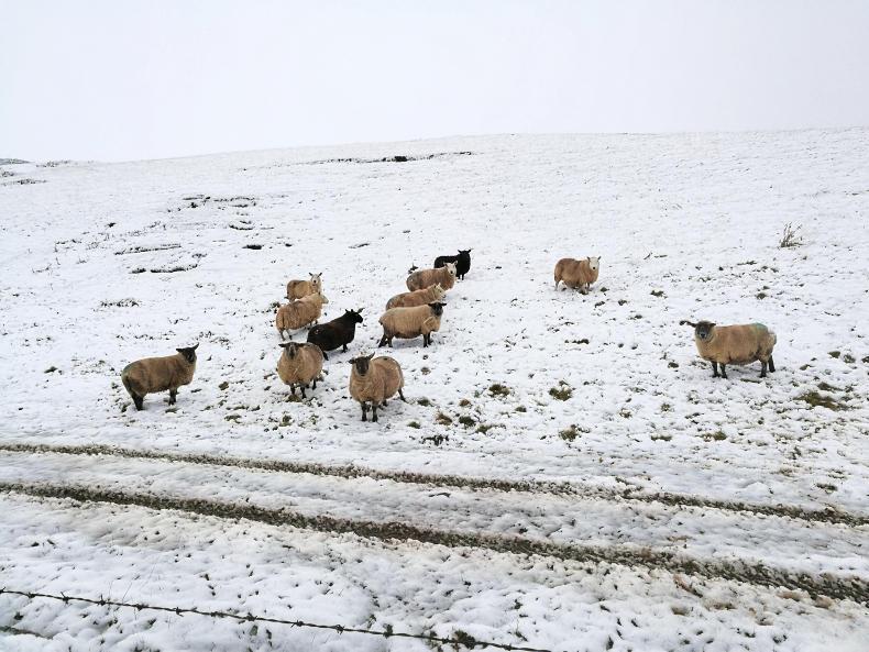 Sheep losses worth £28.5m to farmers Sheep losses worth £28.5m to farmers