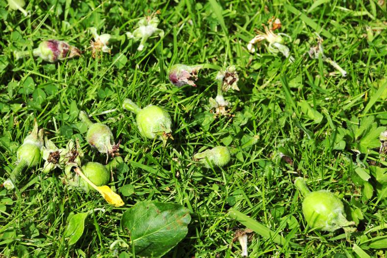 Gardening: Low-key potentilla Gardening: Low-key potentilla