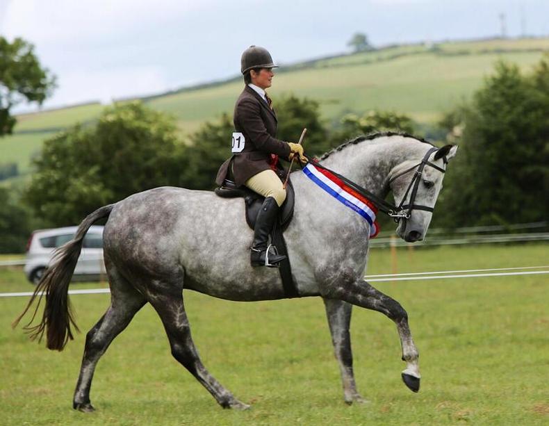 Homebreds shine to give Tierney a treble Homebreds shine to give Tierney a treble