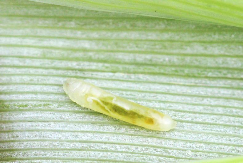 Barley crops vary massively but it’s not all sowing date - Premium