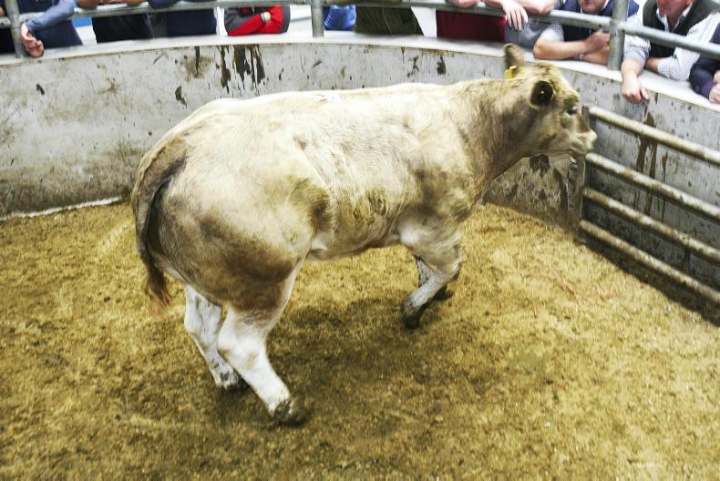 Cattle quotes down 4p/kg as supplies increase Cattle quotes down 4p/kg as supplies increase