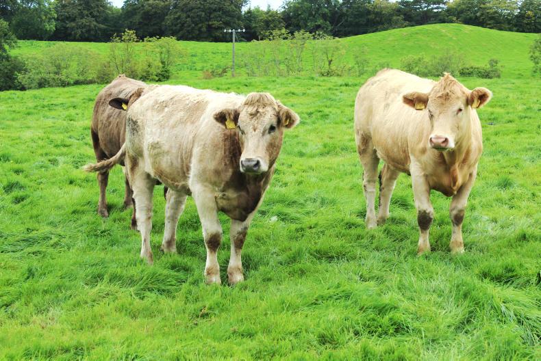 Northern view: price pressure mounts as cattle supplies increase Northern view: price pressure mounts as cattle supplies increase