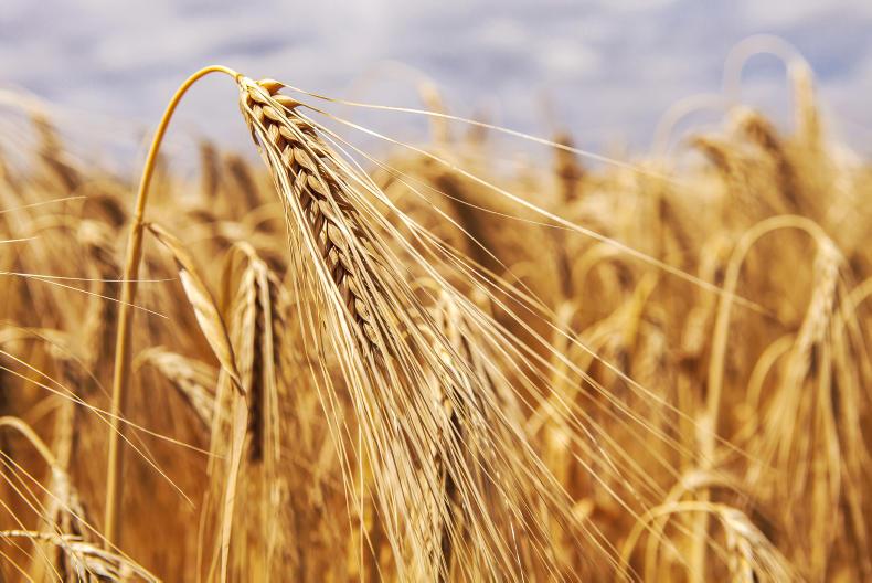 Grain market: stronger tone as production numbers fall Grain market: stronger tone as production numbers fall