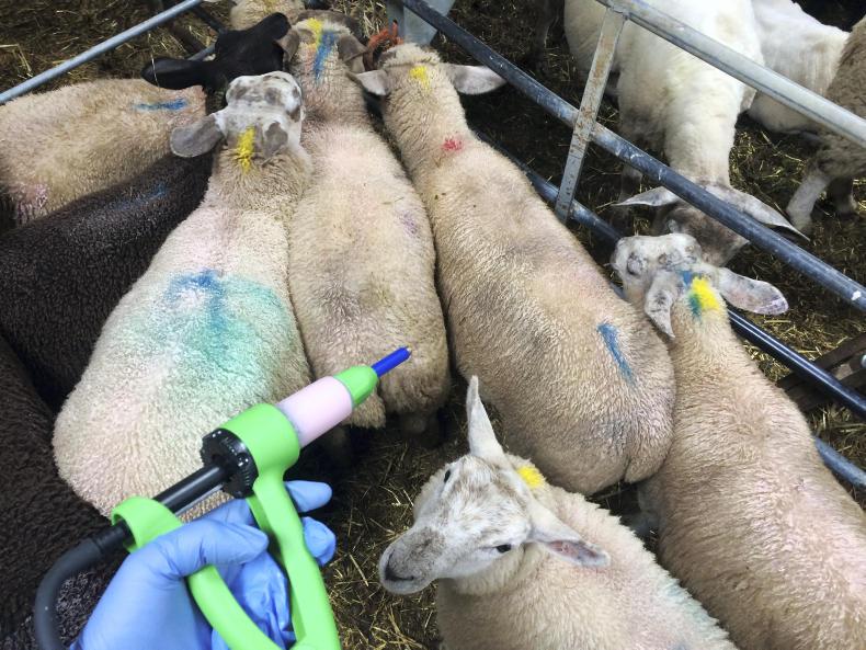 Sheep management: lambs, blowfly strike and meal feeding