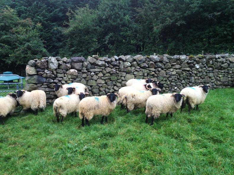 Sheep management: lambs, blowfly strike and meal feeding
