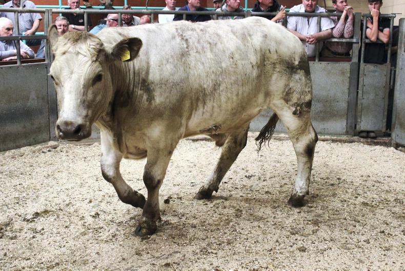 Northern view: fewer price deals as cattle trade slows Northern view: fewer price deals as cattle trade slows