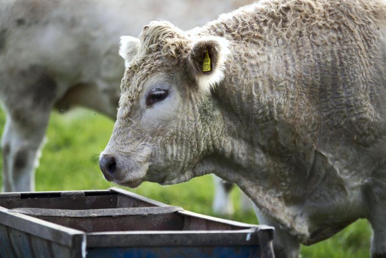 Cattle quotes steady but price pressure remains Cattle quotes steady but price pressure remains