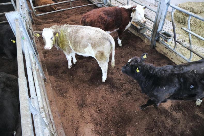 Feed&Finance: peat bedding as a straw alternative Feed&Finance: peat bedding as a straw alternative