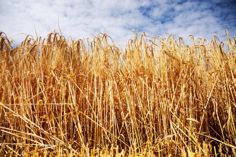 Tillage management: consequences of warm weather now telling Tillage management: consequences of warm weather now telling