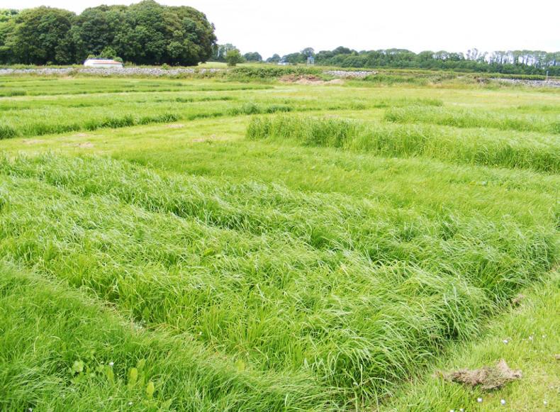 Research examining hybrid grass to unlock potential of marginal land Research examining hybrid grass to unlock potential of marginal land