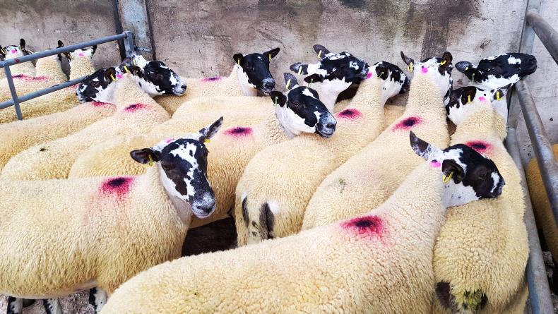 Breeding hoggets sell to £205 at Ballymena Breeding hoggets sell to £205 at Ballymena