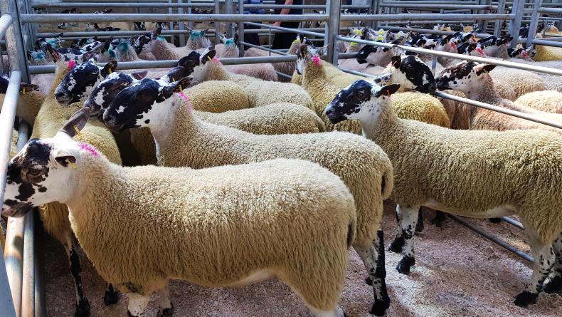 Breeding hoggets sell to £205 at Ballymena Breeding hoggets sell to £205 at Ballymena