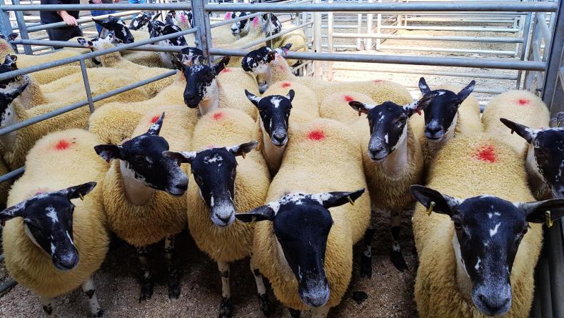 Breeding hoggets sell to £205 at Ballymena Breeding hoggets sell to £205 at Ballymena