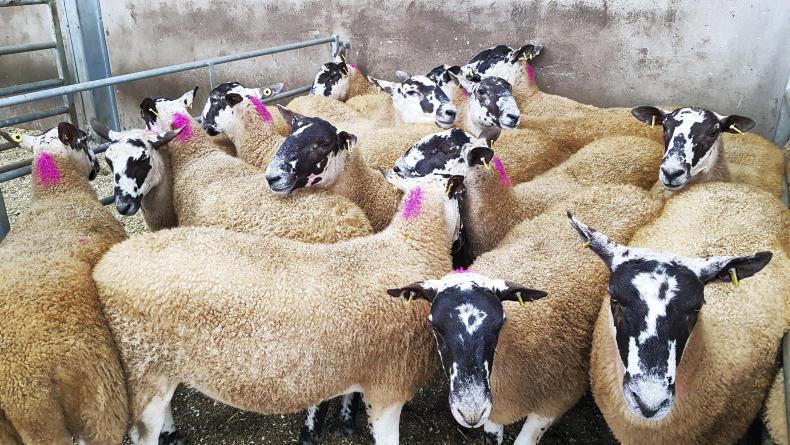 Breeding hoggets sell to £205 at Ballymena Breeding hoggets sell to £205 at Ballymena
