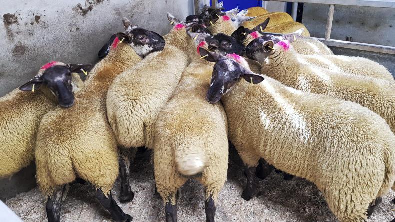 Breeding hoggets sell to £205 at Ballymena Breeding hoggets sell to £205 at Ballymena