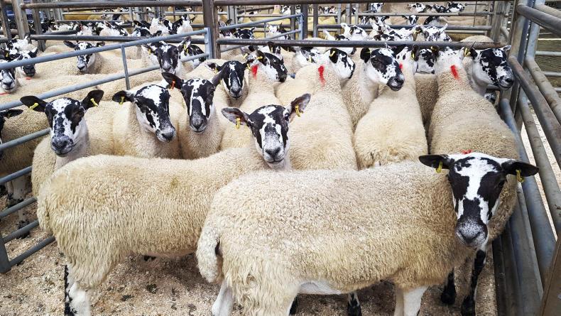 Breeding hoggets sell to £205 at Ballymena Breeding hoggets sell to £205 at Ballymena