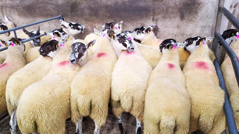 Breeding hoggets sell to £205 at Ballymena Breeding hoggets sell to £205 at Ballymena