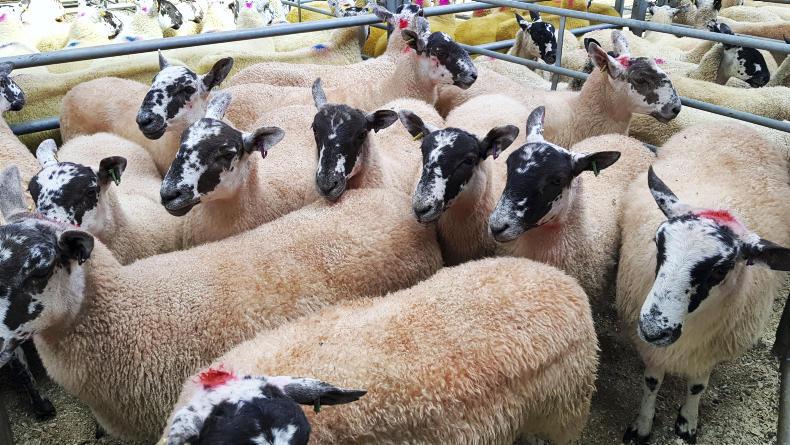 Breeding hoggets sell to £205 at Ballymena Breeding hoggets sell to £205 at Ballymena