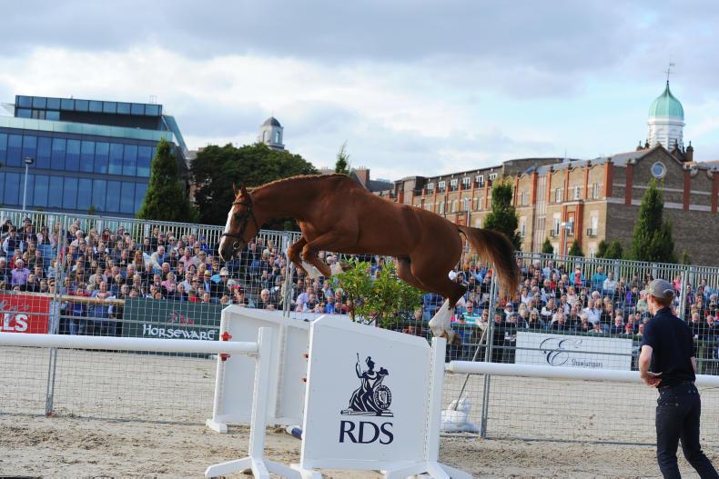 Three Year Old Loose Performance Class Three Year Old Loose Performance Class