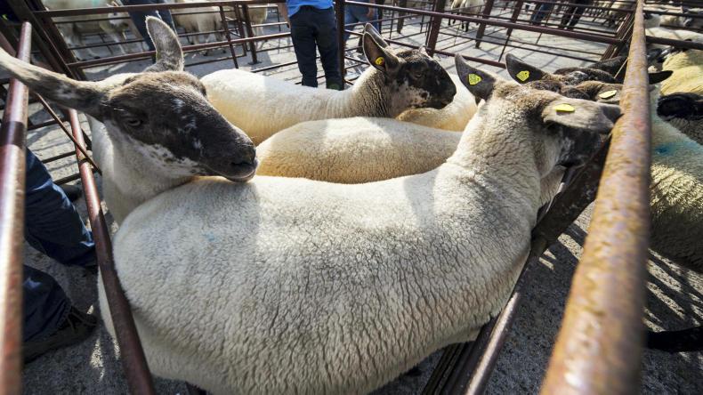 Breeding sales in full swing Breeding sales in full swing