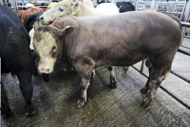 Camera at the mart: good-quality weanlings a firm trade at Skibbereen Camera at the mart: good-quality weanlings a firm trade at Skibbereen