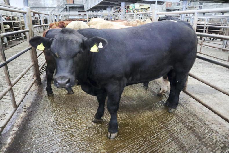 Camera at the mart: good-quality weanlings a firm trade at Skibbereen Camera at the mart: good-quality weanlings a firm trade at Skibbereen
