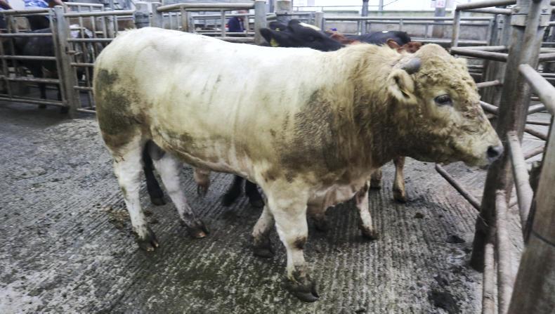 Camera at the mart: good-quality weanlings a firm trade at Skibbereen Camera at the mart: good-quality weanlings a firm trade at Skibbereen